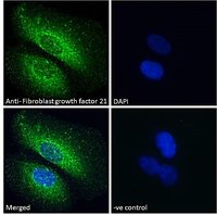 Goat anti-Fibroblast growth factor 21 Antibody