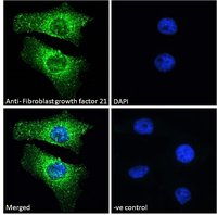 Goat anti-Fibroblast growth factor 21 Antibody