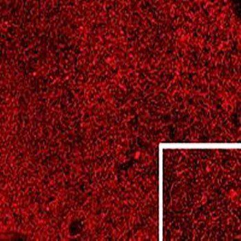 Goat anti-Proenkephalin Antibody