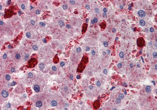CADM4 (C Terminus) Antibody