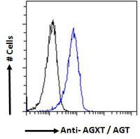 Goat anti-AGXT / AGT Antibody