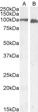 Calnexin Antibody