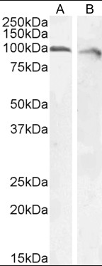 Calnexin Antibody