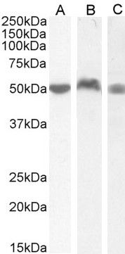 LSP1 Antibody