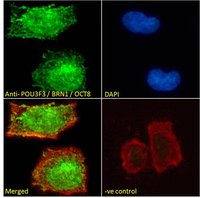 POU3F3/BRN1/OCT8 Antibody