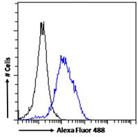 POU3F3/BRN1/OCT8 Antibody