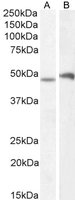 POU3F3/BRN1/OCT8 Antibody