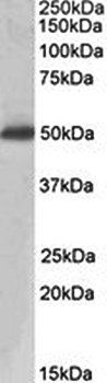 ACPP/PAP Antibody