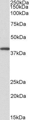 GNAQ/ALPHA-q (aa162-175) Antibody