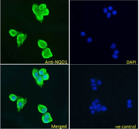 NQO1 (isoform a) Antibody