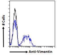 Vimentin Antibody