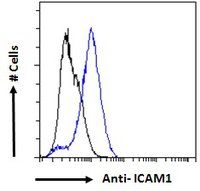 Goat anti-ICAM1 (aa313-327) Antibody