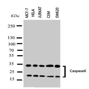 Caspase-6/CASP6 Rabbit Polyclonal Antibody