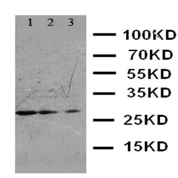 FADD Rabbit Polyclonal Antibody