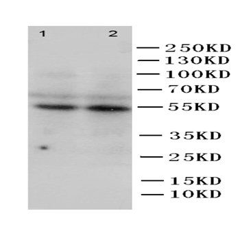 CD14 Rabbit Polyclonal Antibody