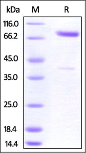 Cynomolgus CRTAM Protein, Fc Tag