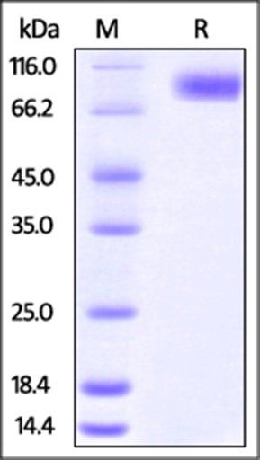 Human CD155 Protein, Fc Tag