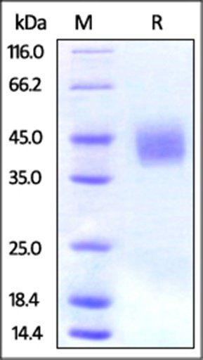 Human B7-H3 Protein, His Tag