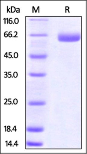 Mouse B7-H3 (2Ig) Protein, Fc Tag