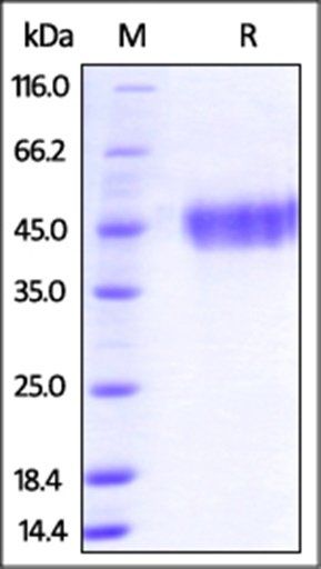 Human Galectin-9 Protein, His Tag