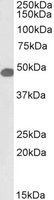 SNX5, Biotinylated Antibody