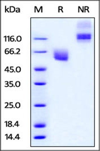 Cynomolgus / Rhesus macaque CD47 Protein, Fc Tag