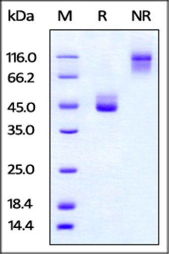 Cynomolgus / Rhesus macaque TIGIT Protein, Fc Tag