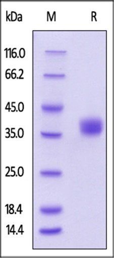 Human BTN1A1 Protein, His Tag