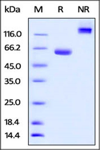 Human BTN1A1 Protein, Fc Tag