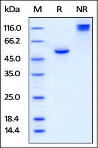Human BTN3A1 Protein, Fc Tag