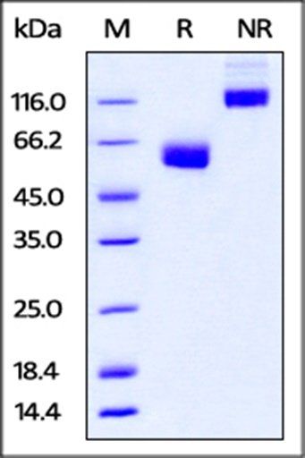 Human CD47 Protein, mFc Tag
