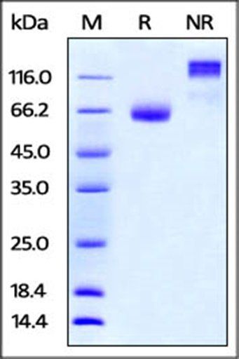 Mouse PD-L2 Protein, Fc Tag