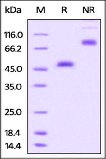Rhesus macaque GITR Protein, Fc Tag