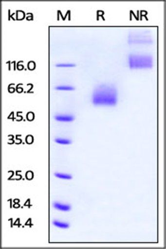 Rat CD47 Protein, Fc Tag