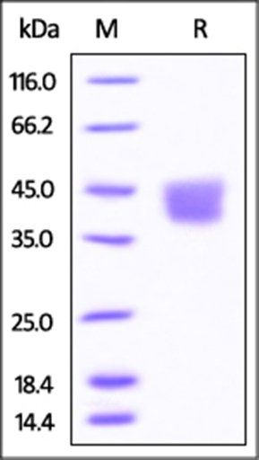 Mouse B7-H3 (2Ig) Protein, His Tag