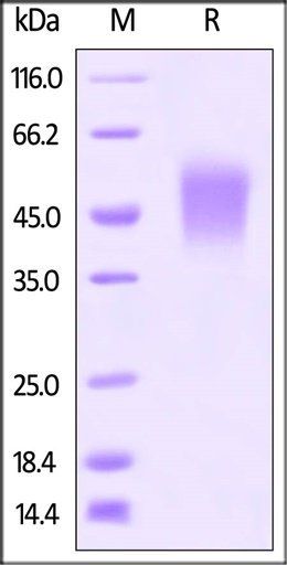 Mouse B7-1 Protein, His Tag