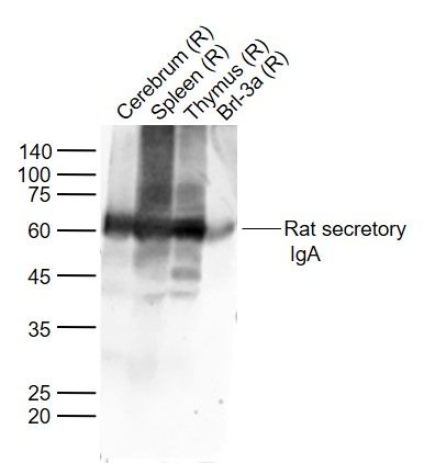 Rat secretory IgA Rabbit Polyclonal Antibody (HRP)