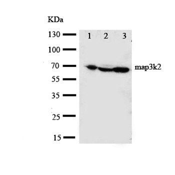 MEKK2/MAP3K2 Rabbit Polyclonal Antibody
