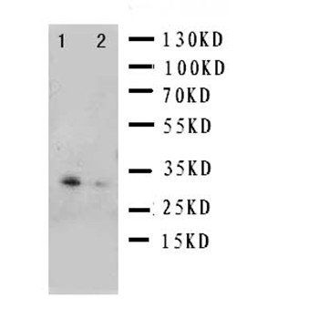 BOB1/POU2AF1 Rabbit Polyclonal Antibody