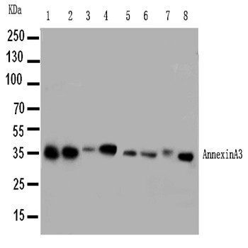 Annexin A3/ANXA3 Rabbit Polyclonal Antibody