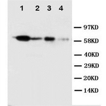 Caspase-10/CASP10 Antibody