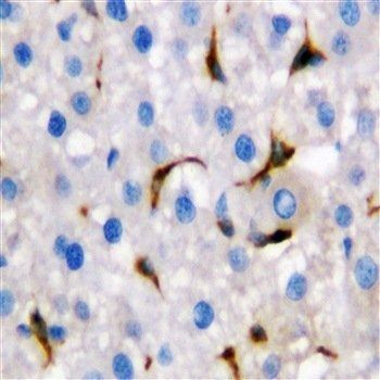 Macrosialin CD68 Rabbit Polyclonal Antibody