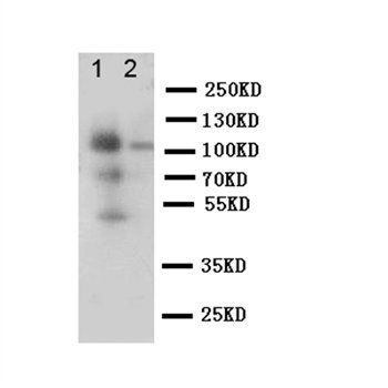 Macrosialin CD68 Rabbit Polyclonal Antibody