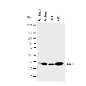 Caveolin-2/CAV2 Rabbit Polyclonal Antibody