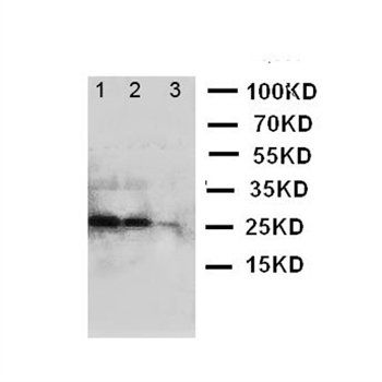 BAFF/TNFSF13B Rabbit Polyclonal Antibody