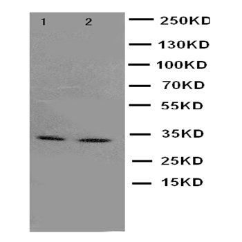 Cyclin-dependent-like kinase 5 Cdk5 Rabbit Polyclonal Antibody