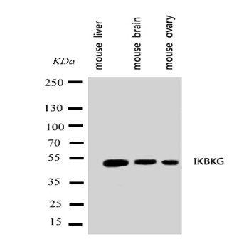 IKK gamma/IKBKG Rabbit Polyclonal Antibody