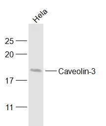 Caveolin-3 Rabbit Polyclonal Antibody (PE)