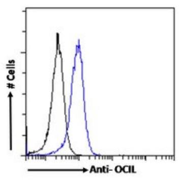OCIL Antibody