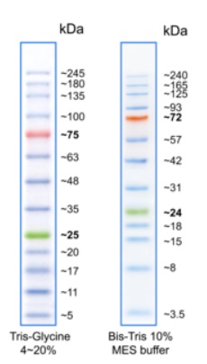 BlueElf Prestained Protein Marker (5-245kDa)
